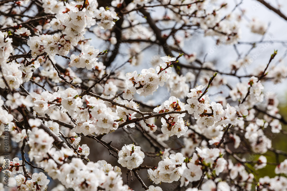 Apricot tree flower seasonal floral nature background Apricot tree flower seasonal floral nature background