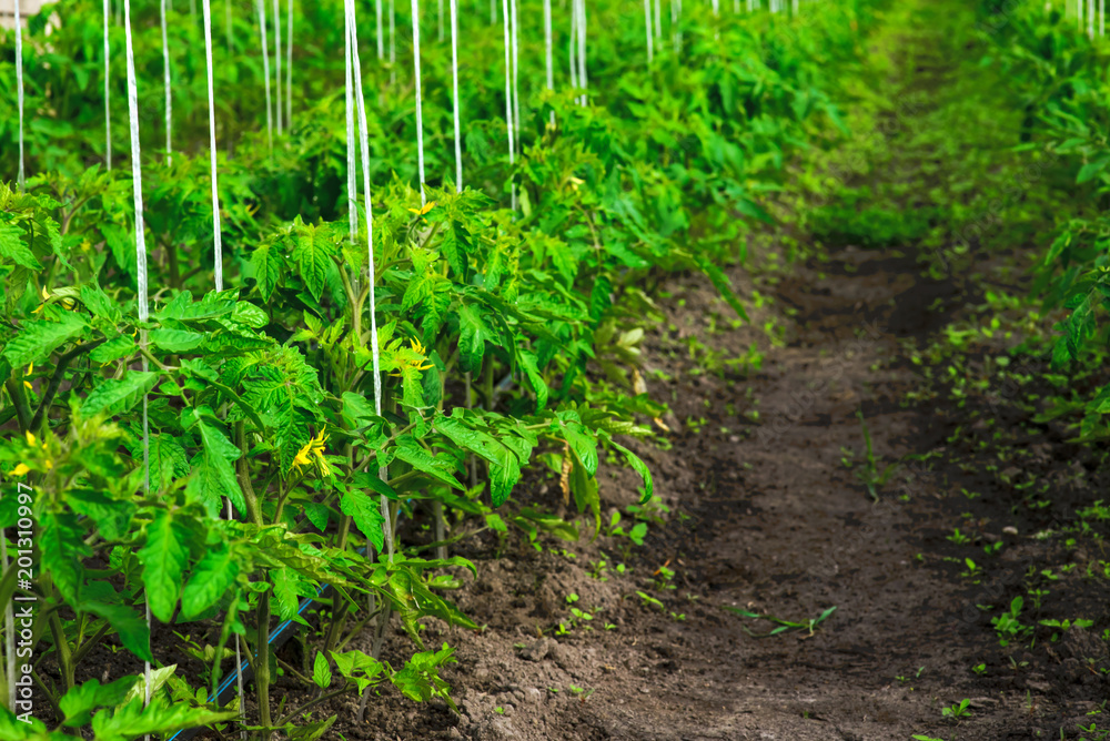 Tomato seedlings in Teplice. Green juicy plants Tomato seedlings in Teplice. Green juicy plants