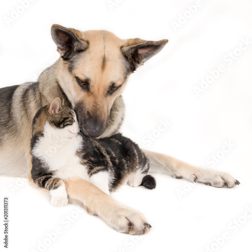 Intimate pose of cat and dog together. White background. (1x1).