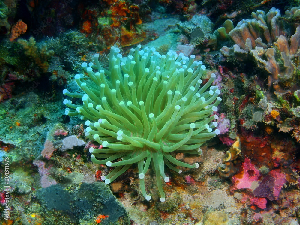 Sea anemone Sea anemone