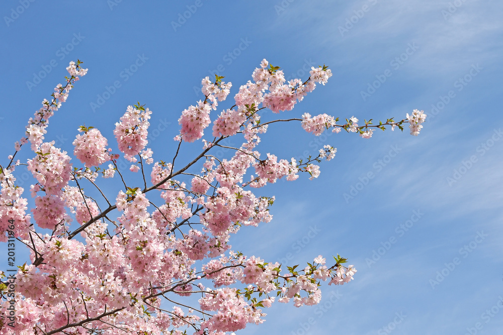 Pink flowers of a tree in spring time