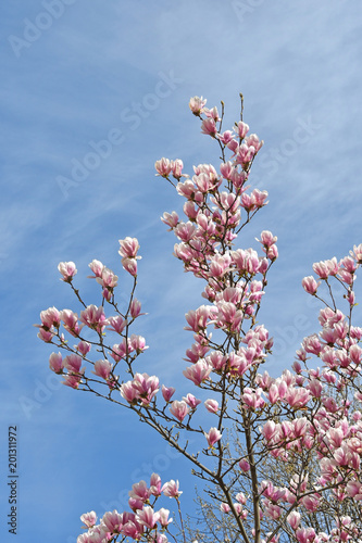 Pink flowers in the tree spring time