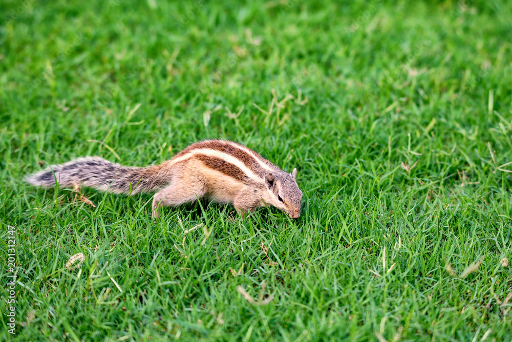 Northern palm squirrel or Funambulus pennantii Northern palm squirrel or Funambulus pennantii