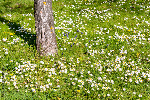 Fototapeta Naklejka Na Ścianę i Meble -  A lawn dotted with small white daisies, yellow dandelions and blue grape hyacinths around a tree trunk.