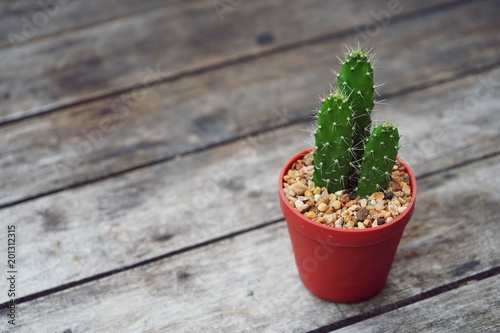 Little cactus pot plant on vintage wood background