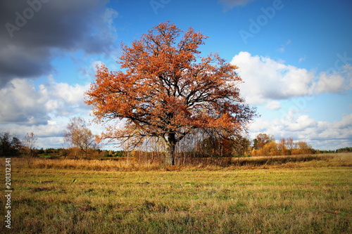 Lonely beautiful oak tree. Autumn Landscape.