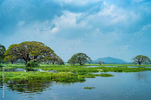 Scenic view of tropical lake with trees in water photo