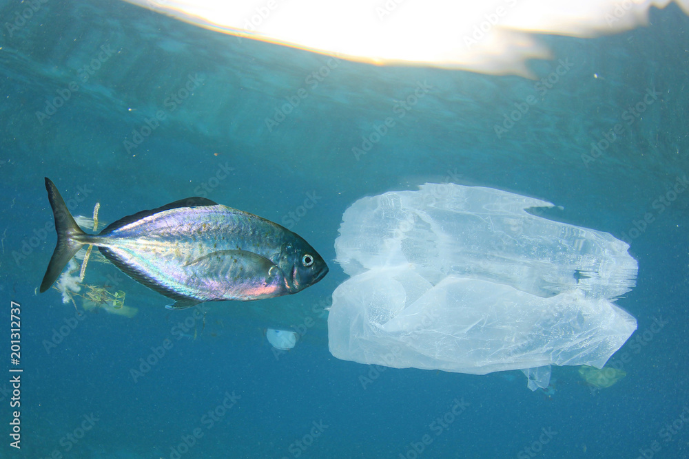 ocean pollution fish