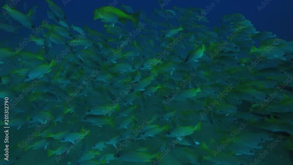 Yellow snapper (Lutjanus argentiventris), forming a school in a shipwreck, reefs of Sea of Cortez, Pacific ocean. Cabo Pulmo, Baja California Sur, Mexico. Yellow snapper (Lutjanus argentiventris), forming a school in a shipwreck, reefs of Sea of Cortez, Pacific ocean. Cabo Pulmo, Baja California Sur, Mexico.
