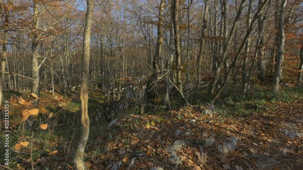 Autumn forest Autumn forest