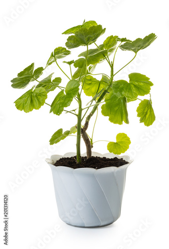 geranium in a pot