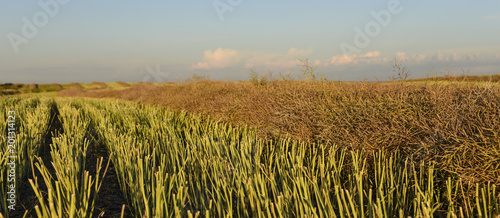 Tableau sur toile Rows of recently cut canola or rapeseed swaths cure before the combine harvests
