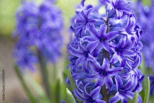 Blaue Hyazinthe (Hyacinthus) im Blumenbeet