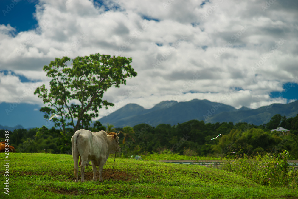 white cow grazing on meadow in mountains in summer sunny day