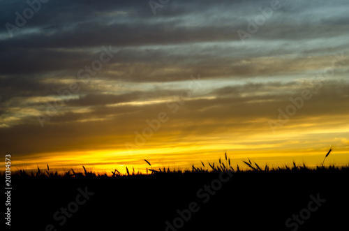 Beautiful sunset with silhoetted wheat crop in Saskatchewan, Land of the Living Skies. photo
