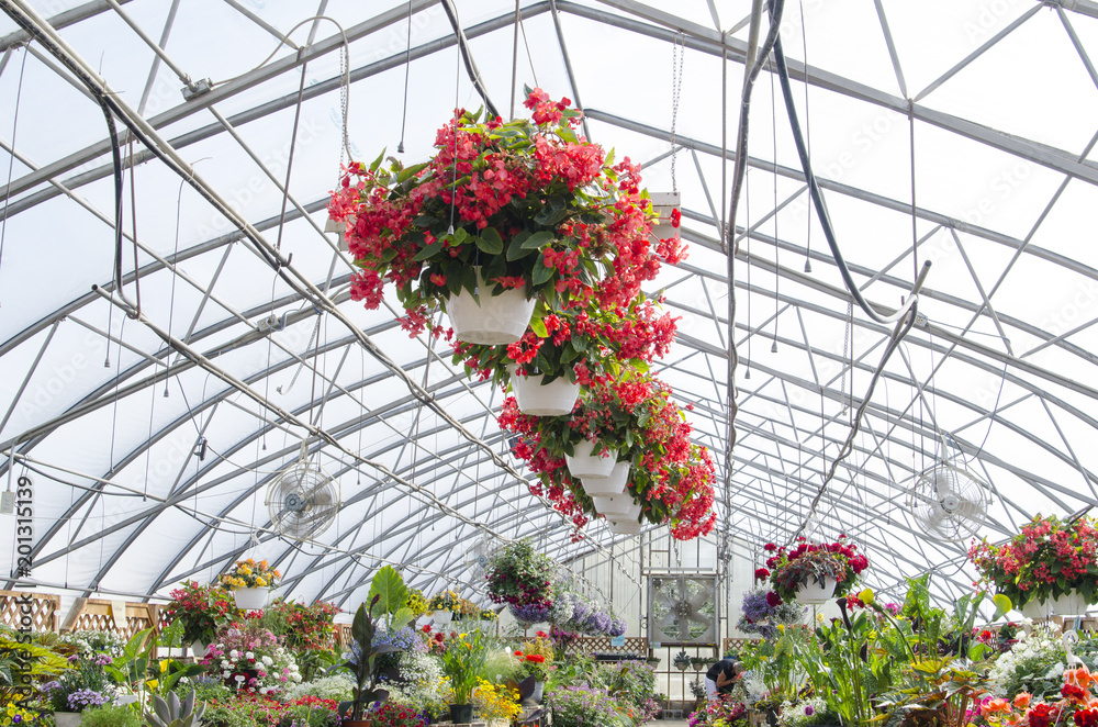 Colourful geraniums hanging from the rafters of a greenhouse