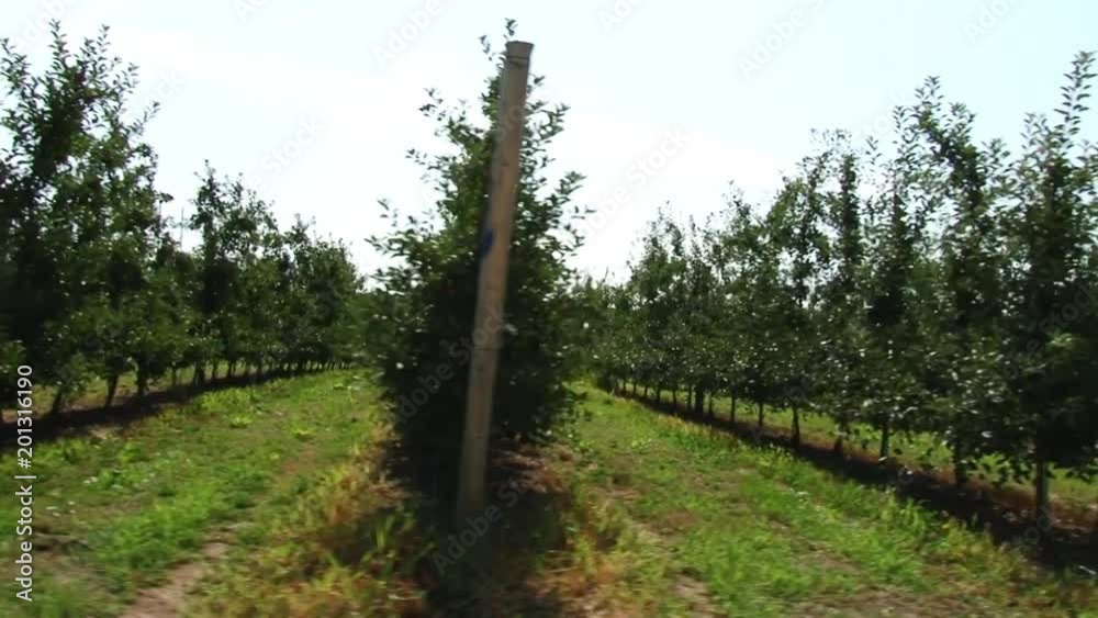 Beautiful and ripe apples. Apple tree in the garden. Beautiful and ripe apples. Apple tree in the garden.