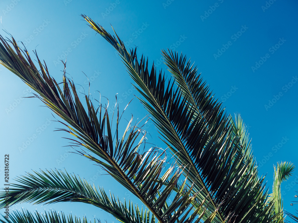 Palm tree in the background of the sky in a hot summer day Palm tree in the background of the sky in a hot summer day