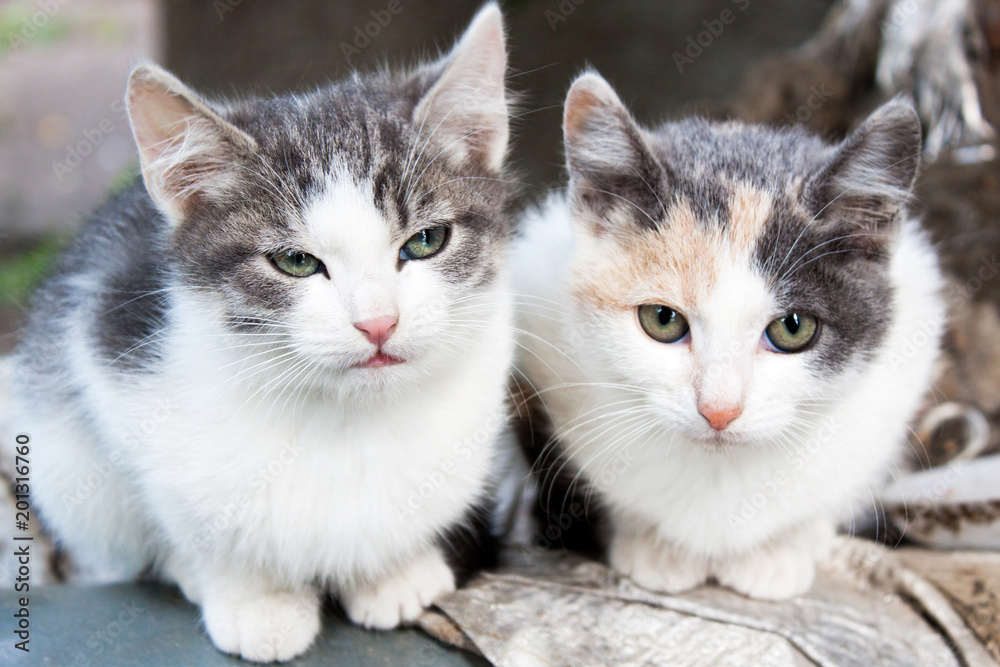two small spotted kittens two small spotted kittens