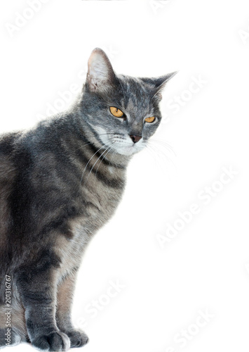 British adult, angry cat