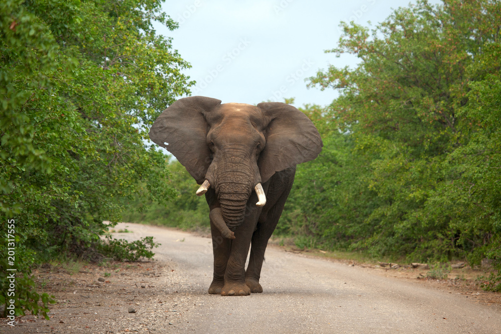 Obraz premium elephant walking on the road