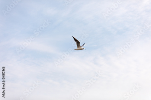 Seagulls flying on beautiful blue sky and clouds.