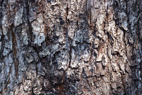 Texture of bark of an apple tree for backgrounds. © Andrii A