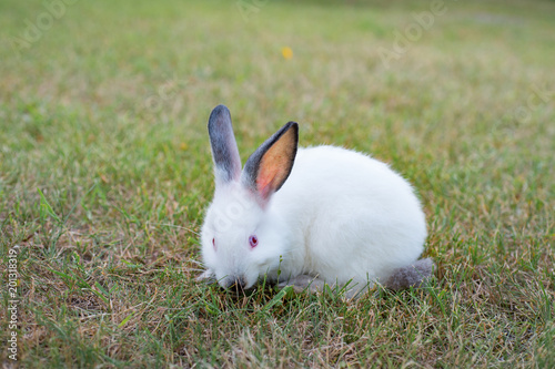 Funny grazing white little rabbit on grass in the garden