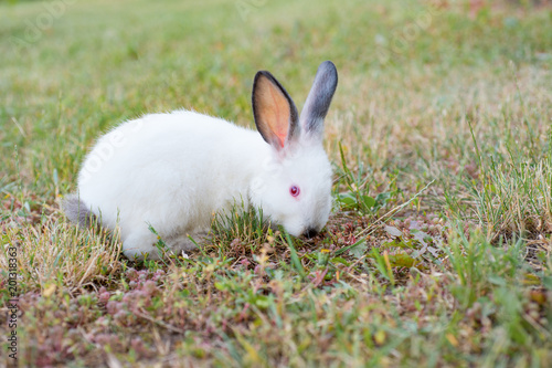 Small grazing white rabbit with gray ears eating grass in the garden