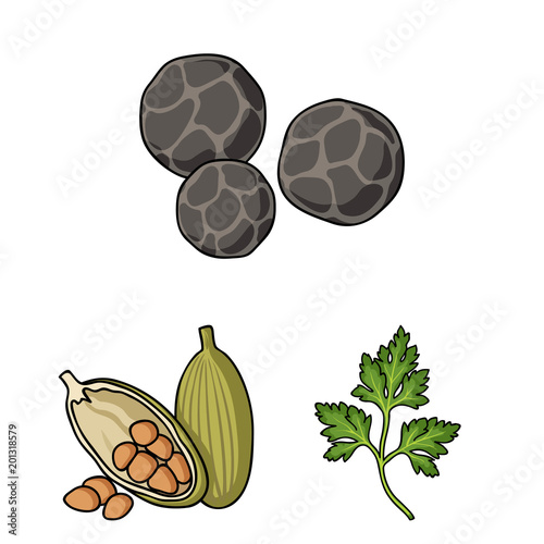 Herb and spices cartoon icons in set collection for design.Different kinds of seasonings vector symbol stock web illustration.
