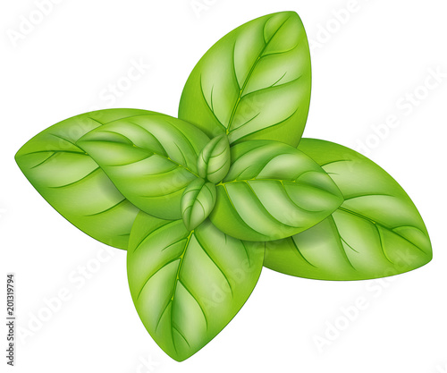 Oregano leaves. Vector illustration.