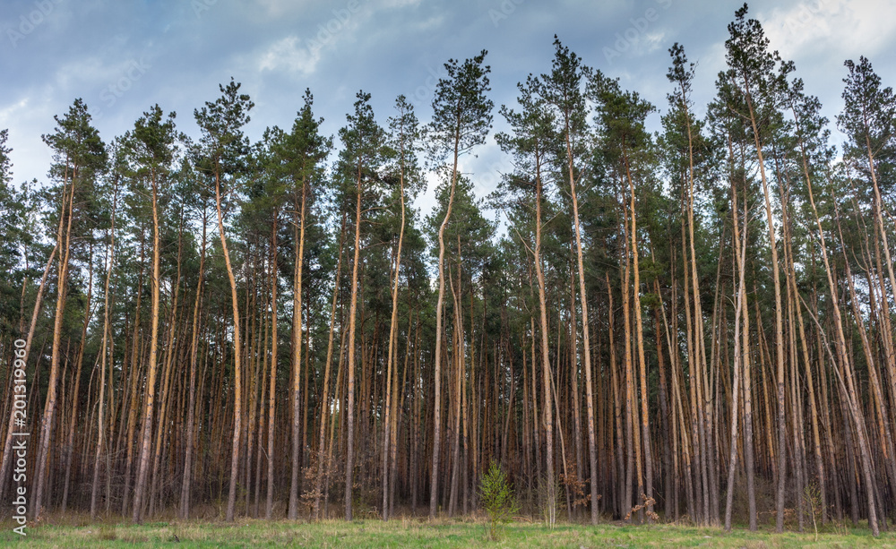Beautiful pine forest against blue sky. Tall pine trees scenery. Vastness and wilderness concept. Nature beauty background. Environment concept. Pine wood. Beautiful pine forest against blue sky. Tall pine trees scenery. Vastness and wilderness concept. Nature beauty background. Environment concept. Pine wood.