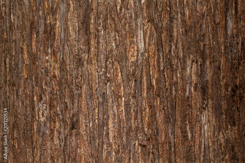 bark texture Wood texture for background space for text
