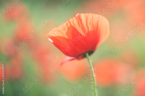 Spring field with wild poppies