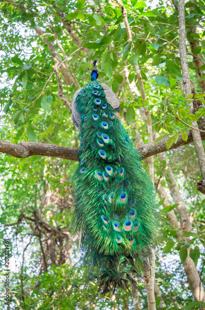 Obraz premium Peafowl india or Pavo cristatus on the tree.