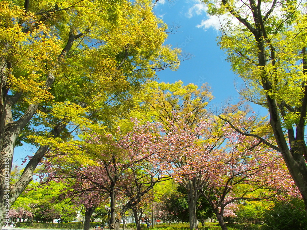 Naklejka premium 桜咲く公園