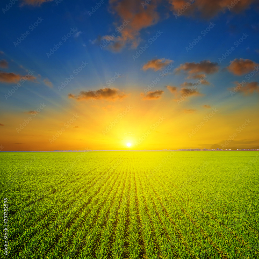 green rural field scene at the sunset green rural field scene at the sunset
