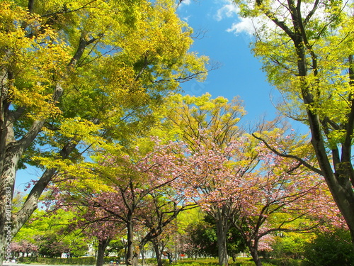 桜咲く公園 © smtd3