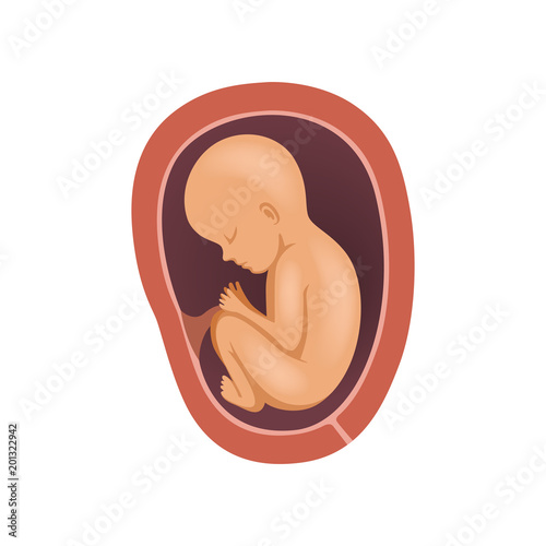 Human fetus inside the womb, 8 month, stage of embryo development vector Illustration on a white background