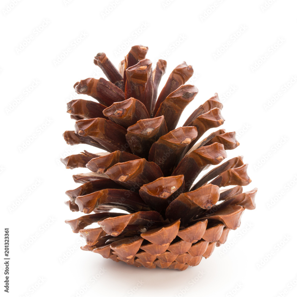 Christmas pine cone on white background. Christmas pine cone on white background.