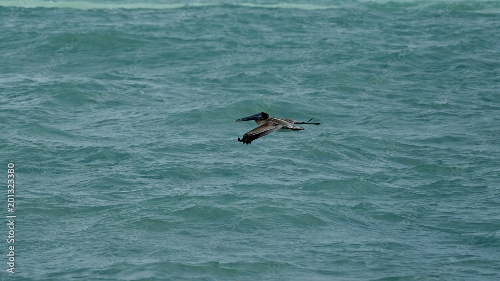 Pelikane am Meer