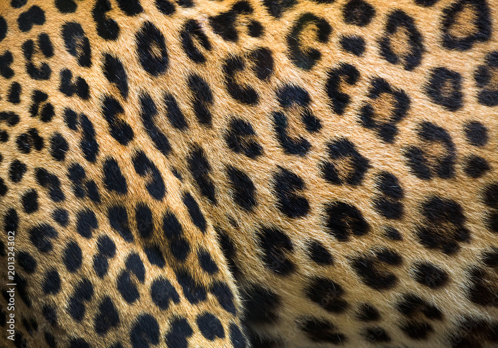 Patterns and textures of leopard for background. Patterns and textures of leopard for background.
