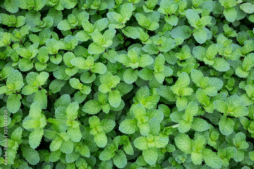 Patterns and leaves green plants for the background. Patterns and leaves green plants for the background.