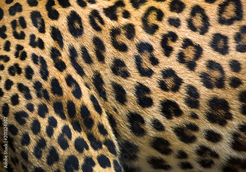Patterns and textures of leopard for background.