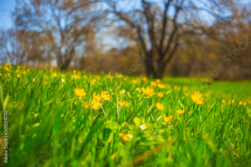 beautiful spring yellow flowers in a forest