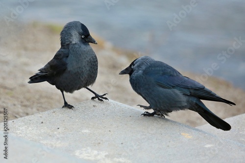Two black and grey jackdaws standing together in a funny pose on piece of stone, blurry blue and brown background © Lioneska