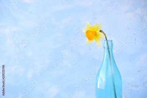 Fototapeta Naklejka Na Ścianę i Meble -  A flower of a daffodil in a blue bottle.  Bright colorful appearance, minimalism
