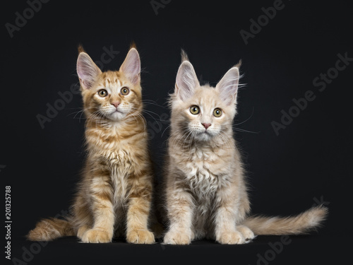 Duo of two sweet maine coon cats / kittens in different colors sitting in straight line isolated on black background looking at and beside camera