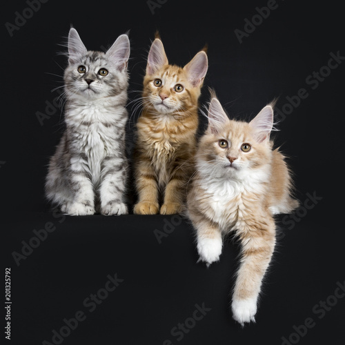 Row of three sweet maine coon cats / kittens in different colors sitting in straight line isolated on black background looking beside camera