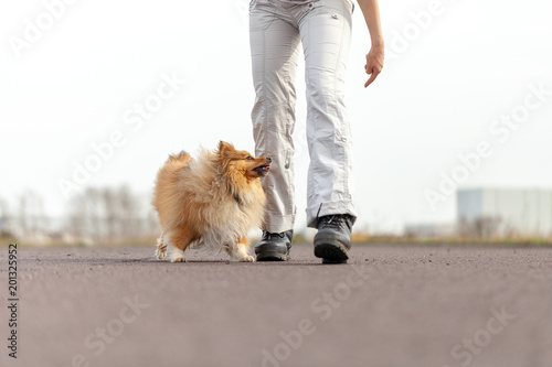 German dog trainer works with a sheetland sheepdog photo